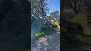 Massive Trees Knocked Down from the Hurricane