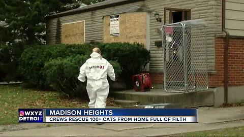 Metro Detroit man who hoarded cats will be back in court today