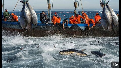 Havest Giant Bluefin tuna fishing Nets Catching Hundred Tons Fish on Modern ..