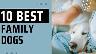 10 Best Family Dogs.