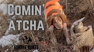 Bird dog vs. Jittery Pheasants | Hunting in Colorado at Rocky Mountain Roosters