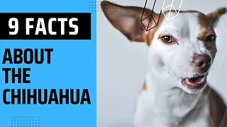 9 Fun Facts About the Chihuahua. The Chihuahua Temperament and Personality.