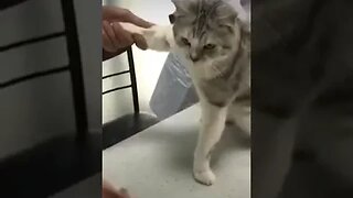 CAT VIDEO