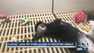 Colorado pet store accused of neglecting animals after several complaints of sick dogs