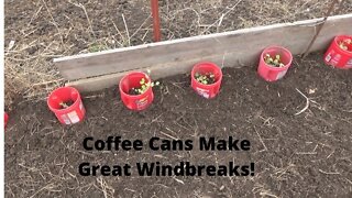 Transplanting Peas Despite the Weather