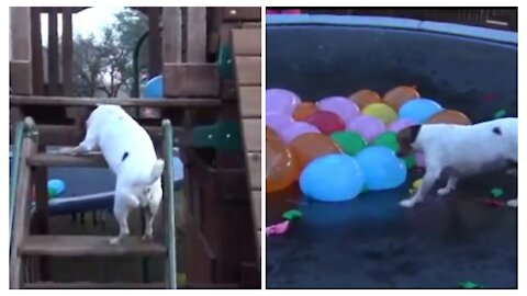 Adorable Dog Attacks on water balloons