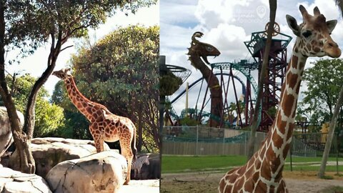 Giraffes Fighting.