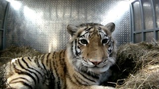 Tiger Released Into The Wild: Endangered Amur Tiger Set Free in Far East