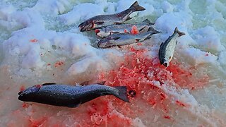 How To Catch QUALITY Trout Ice Fishing Soft Plastics (Underwater Camera)