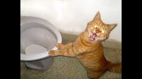 Funny Cats Will make laugh garuanted !