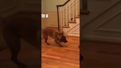 Dog Tries To Fight Hoover 🤣