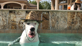 Happy Smiling Great Dane Wearing His Pool Hat