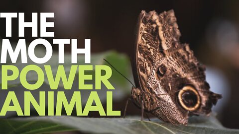 The Moth Power Animal