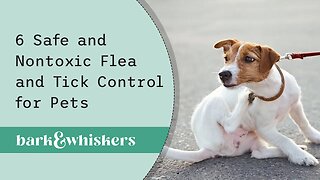 6 Safe and Nontoxic Flea and Tick Control for Pets