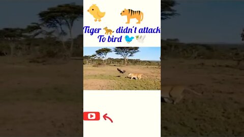 Tiger can't attack to Bird 🕊️🐦#shorts #shortsfeed #youtubeshorts