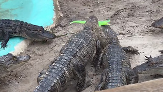 An Alligator Bites Down A Boy's Squeak Toy