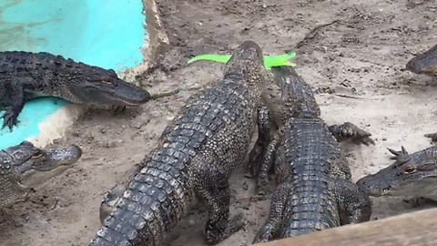 An Alligator Bites Down A Boy's Squeak Toy