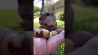 How many nuts can he fit ? 🐿