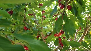 Cherry Picking