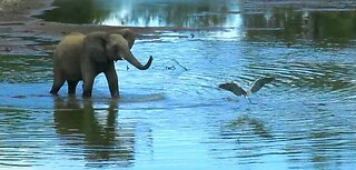 Grumpy elephant picks on heron bird standing in river