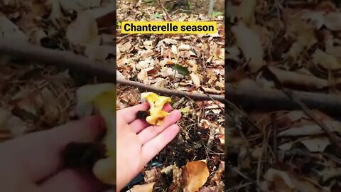 Picking Chanterelles - The most delicious mushroom 🍄
