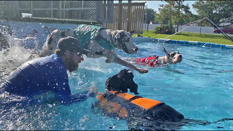 Adventurous Great Danes jump into the pool & go for a swim