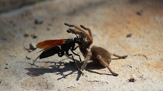 SCARY! 5 creepy bugs in Arizona - ABC15 Digital