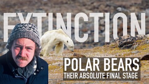 POLAR BEARS ON THEIR FINAL STAGE TO EXTINCTION! (for real this time)