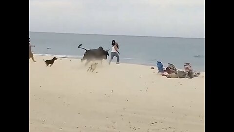 WILD BULL GOES LOOSE⛱️🏃‍♂️🐃📸ON POPULAR BEACH IN MEXICO🧘‍♀️🐃🏖️🏊🐕🦮💫
