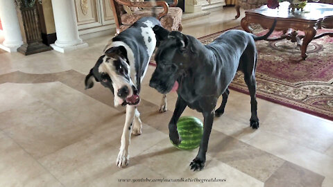 Funny Great Danes Have Fun Playing With A Watermelon