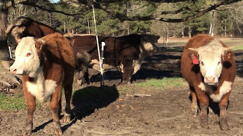 Registered Hereford Heifers “Feeling Good”