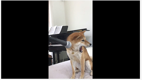 This Shiba Inu Loves Singing To Classical Music
