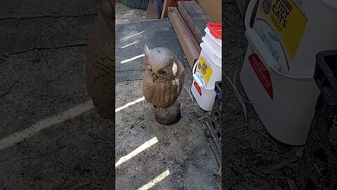 owl gets toppled
