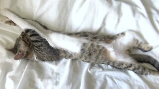 A Relaxed Little Cat