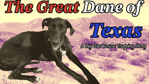 The Great Dane OF Texas