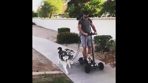 Dude walks 6 dogs on hoverboard with ease
