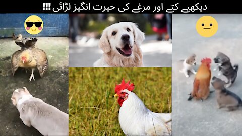 Cute Dog And Chicken Funny Fights Must Watch_2021#AnimalsShorts