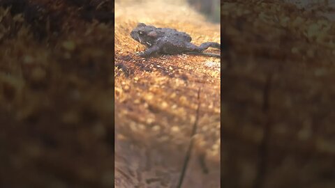 cute little toad or frog not sure chimney Lake BC