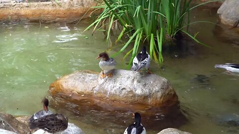 CatTV: Take your Cat to Safari Park Duck Pond 2