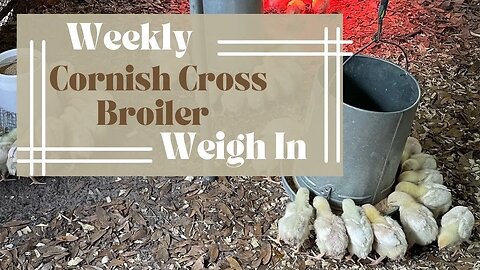 Weekly Cornish Cross Broiler Weigh In | Successfully Raising Cornish Cross Broilers in the Suburbs
