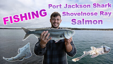 Fishing! Salmon, Shark, Shovelnoes Ray