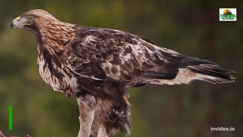 Hawk vs Eagle