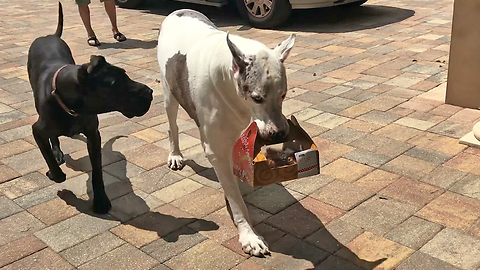 Dog Carries Box Of Chicken Without Even Tasting Them