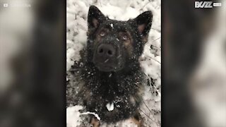 Schæferhund elsker snøen