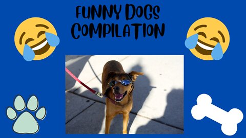 Funny Dogs we make your day!