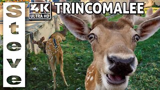 TRINCOMALEE - 4K Walking Tour - Deer on the Streets - Sri Lanka