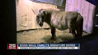 Dogs maul family's miniature horse
