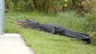 Crocodilo gigante decide pegar sol em rua da Flórida