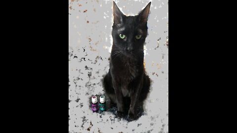 Essential Oils and Cats