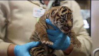 Extinction-threatened tiger cubs born in the USA